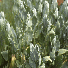 Des images de diff�rentes plantes